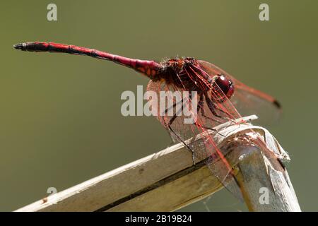 Rotveilige Dropwing (Trithemis arteriosa), männlich, Südafrika, Kirstenbosch Stockfoto