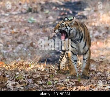 Bengalische Tigerin (Panthera tigris tigris), Einjährige Jungwurzel, Indien, Bandavgarh Stockfoto