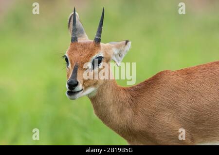 Steenbok (Raphicerus campestris), männlich, Porträt, Südafrika, Mpumalanga, Kruger National Park Stockfoto