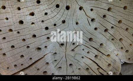 Stammscheibe mit Löchern für Wildbienen, Nisthilfe, Deutschland Stockfoto