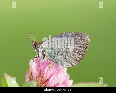 Schweizer Rosenkringlet (Erebia tyndarus), sitzt auf Klee, Schweiz, Wallis Stockfoto