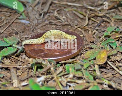 Mount d'Ambre Leaf Chamäleon (Brookesia tuberculata), auf einer Münze zum Größenvergleich, Madagaskar, Amber Mountain National Park Stockfoto