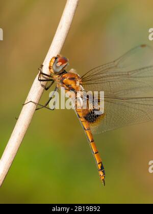 Keyhole Glider (Tramea basilaris), weiblich, Gambia Stockfoto