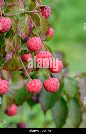 Kousa Dogwood, Japanese Dogwwod (Cornus kousa 'Wieting's Select', Cornus kousa Wieting's Select), Fruiting, Cultivar Witing's Select Stockfoto