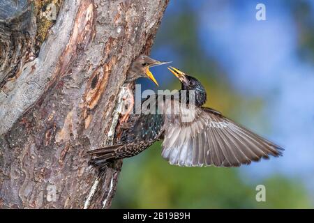 Gemeine starrende (Sturnus vulgaris), fütternde Jungvögel im Nistloch, Seitenansicht, Deutschland, Baden-Württemberg Stockfoto