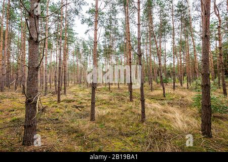 Fichte Bäume Wald an einem sonnigen Tag im Herbst Saison Stockfoto