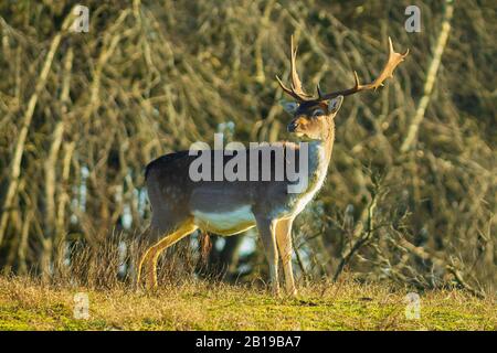 Fließ Hirsch Dama Dama mit großen Geweihen, die in einem Wald spazieren gehen. Die Naturfarben sind auf dem Hintergrund gut sichtbar, selektiver Fokus wird verwendet. Stockfoto