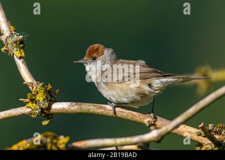 Blackcap (Sylvia atricapilla), weibliche Perchung auf einer Filiale, Deutschland, Baden-Württemberg Stockfoto