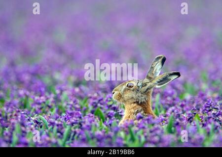 Europäischer Hase, brauner Hase (Lepus europaeus), im Buldenfeld voller violetter Hyazinths, Niederlande sitzend Stockfoto