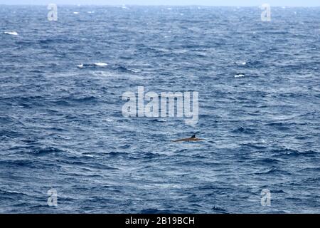 Cuviers Gänseballwal, Cuviers bechromter Wal (Ziphius cavirostris), Schwimmen an der Wasseroberfläche, Seitenansicht, Ascencion Stockfoto