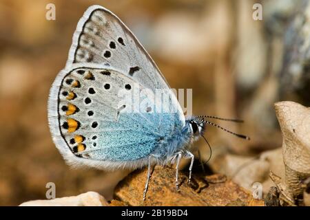 Amandas Blau (Polyommatus amandus), männlich, Seitenansicht, Griechenland, Lesbos Stockfoto