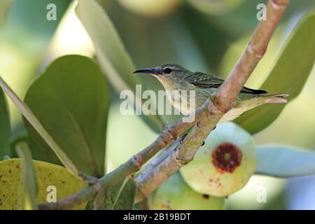 Rotbeinige Honigfresser (Cyanerpes cyaneus), Weibchen sitzt auf einem Autogrammbaum, Kuba Stockfoto