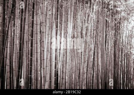 Arashiyama Bamboo Forest im südlichen Kyoto Japan Stockfoto