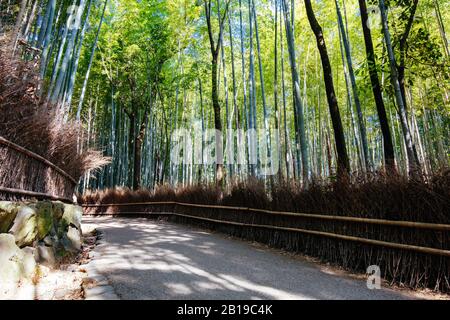 Arashiyama Bamboo Forest im südlichen Kyoto Japan Stockfoto