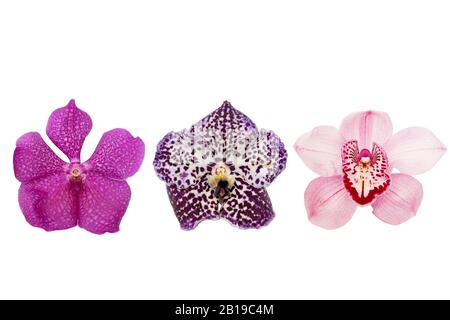 Drei rosafarbene Orchideen isoliert auf weißem Hintergrund. Stockfoto