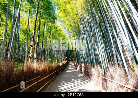 Arashiyama Bamboo Forest im südlichen Kyoto Japan Stockfoto