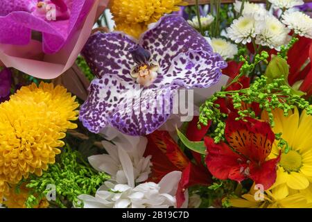 Verschiedene Blumen als Hintergrund, Nahaufnahme Stockfoto