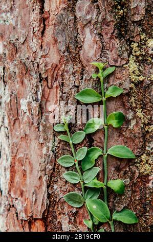 Tropisch grüne Kriechgangpflanze auf rauer Oberfläche natürliche Baumrinde Stockfoto