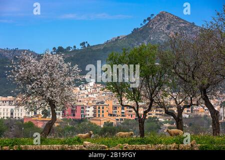 Mandelblütensaison in der Stadt Andratx, Mallorca, Balearen, Spanien, Europa, Blick auf Andratx und den Berg Puig Cornador Stockfoto