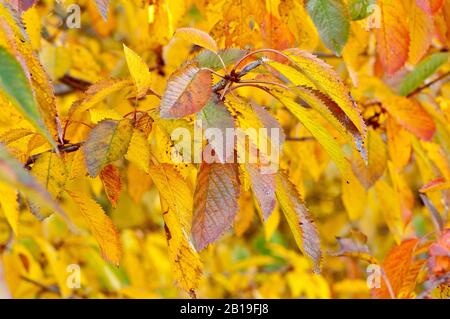 Wilde Kirsche (prunus avium), Nahaufnahme eines Blattes in verschiedenen Stufen der Herbstfarbe. Stockfoto