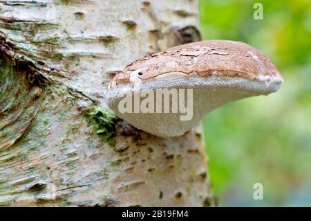 Birkenpolypore (Piptoporus betulinus), Nahaufnahme des großen Pilzes, der von der Seite eines Birchbaums wächst (betula Pendula oder betula pubescens). Stockfoto