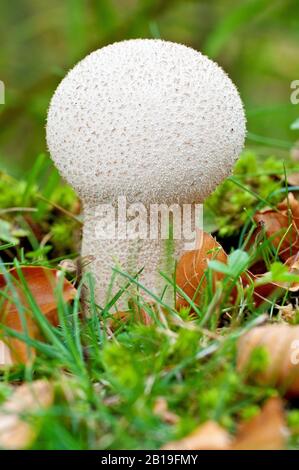 Gewöhnlicher Puffball (Lycoperdon perlatum), Nahaufnahme eines einzelnen Fruchtkörpers, der unter den Lamellenabwurf wächst. Stockfoto