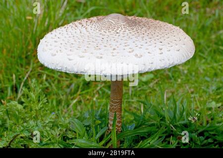 Parasol Mushroom (Macrolepiota procera oder Lepiota procera), Nahaufnahme eines solitären Fruchtkörpers. Stockfoto