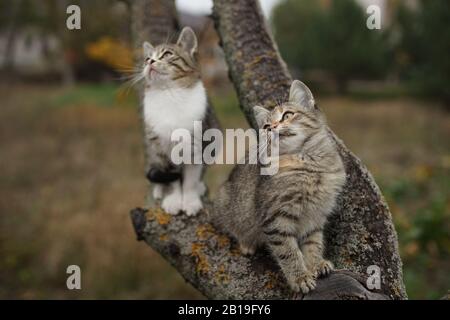 Zwei hübsche Tabby-Kätzchen, die auf einem Baumzweig sitzen. Süße junge Katzen wandern in der Natur Stockfoto