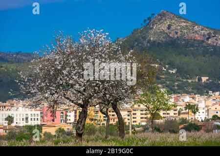 Mandelblütensaison in der Stadt Andratx, Mallorca, Balearen, Spanien, Europa, Blick auf Andratx und den Berg Puig Cornador Stockfoto