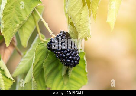 Europäische Beere reifen Beere wachsen im Garten Stockfoto