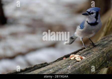 Blue Jay (Cyanocitta Cristata) sieht einige Erdnüsse auf einem Zedernschienenzaun Stockfoto