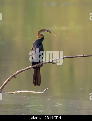 Porträt eines einsamen orientalischen Liebigers (Anhinga melanogaster), auch indianischer Liebster und Schneebird genannt, auf Ast über Wasser. Stockfoto