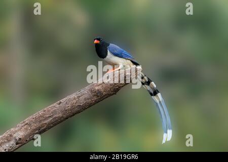 Ein einsamer Roter-abgerechneter blauer Magpie (Urocissa erythroryncha), der am Ende eines Baumstamms thront. Stockfoto