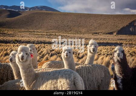 Herde von neugierigen Alpakas in Bolivien Stockfoto