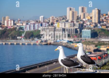 Möwen in Valparaiso, Hafen und Gebäude im Hintergrund, Chile Stockfoto