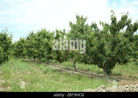 Sehnen Sie sich Bäume im Garten mit blauem Himmel Hintergrund. Haufen reifer Kirschen auf Kirschbäumen . Stockfoto