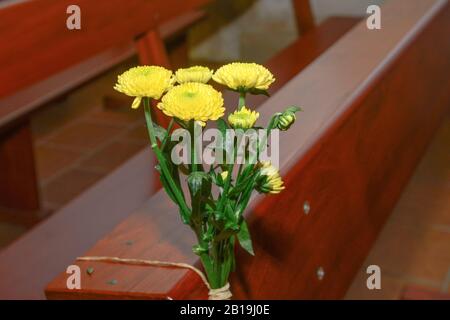 Gelbe Blüten. Goldene Knöpfe. Tansy. Tanacetum vulgare. Stockfoto