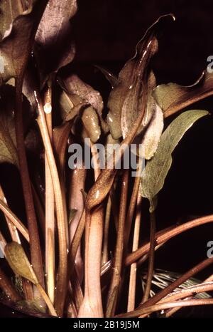Blume (Infloreszenz) von Wendts Wassertrompete Cryptocoryne wendtii Stockfoto