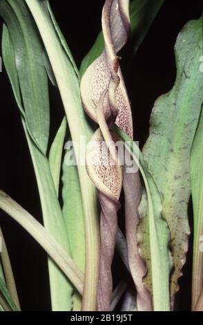 Blume (Blütenkater) der Weißwassertrompete Cryptocoryne albida Stockfoto