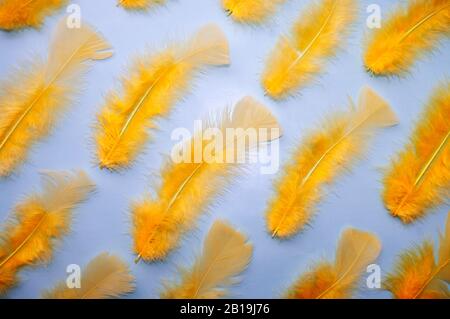 Gelbe Federn auf blauem Grund. Frohe ostern. Stockfoto