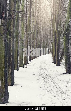 Lange Gasse im Stadtpark zur Wintertagszeit. Stockfoto