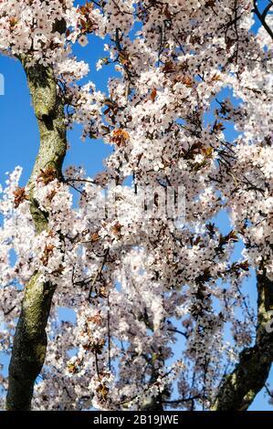 Hintergrund mit Mandelblüten und blauem Himmel an einem sonnigen Tag. Prunus dulcis. Arabischer Mandelbaum. Stockfoto