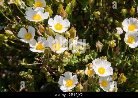 Cistus albidus L., Weiße Steinrose, Weiße Steppe. ALBINO-Exemplar Stockfoto