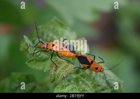 Nahaufnahme der Paarung von Milkweed-Wanzen. Stockfoto