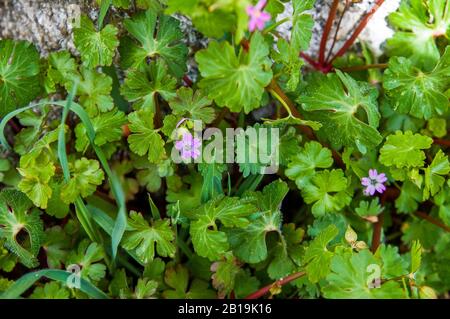 Hintergrund mit Geranium rotundifolium in Blüte. Geraniaceae Familie. Wilde Geranie im Frühling die Landschaft Spaniens. Stockfoto