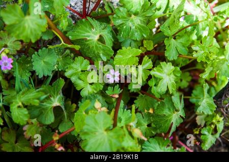 Geranium rotundifolium in Blüte. Geraniaceae Familie. Wilde Geranie im Frühling die Landschaft Spaniens. Stockfoto