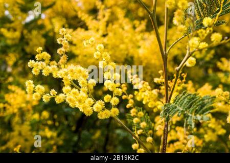 Hintergrund mit gelben Blüten und Zweigen des Mimosenbaums. Acacia dealbata. Mimosa. Stockfoto