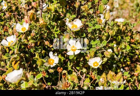 Cistus albidus L, Weiße Steinrose, Weiße Steppe. ALBINO-Exemplar. Stockfoto