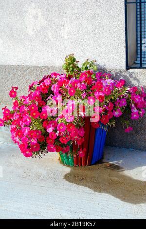 Holztopf mit einem Papierkorb mit hübschen Petunien. Petunia × atkinsiana Surfinia. Recycling von Materialien. Stockfoto