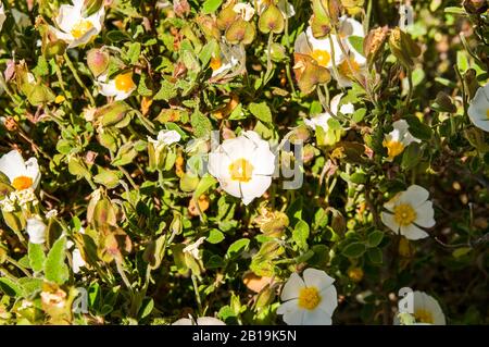 Blüten von Cistus albidus L. Weiße Steinrose, weiße Steppe. ALBINO-Exemplar. Stockfoto